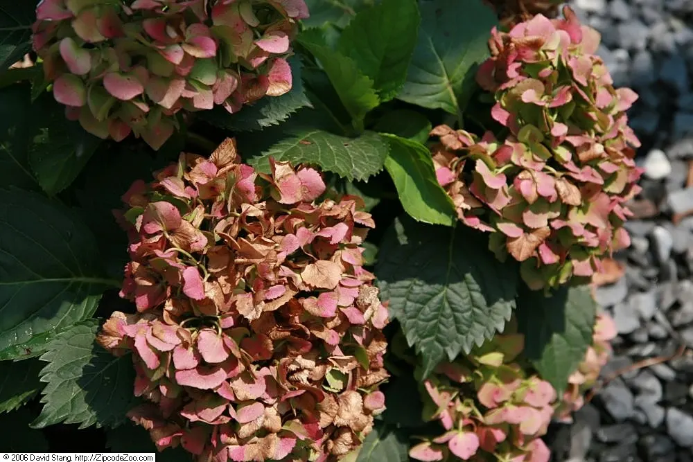 Original Bigleaf Hydrangea (Hydrangea Macrophylla 'Bailmer') — blue flowers in the garden; also known as Endless Summer Hydrangea