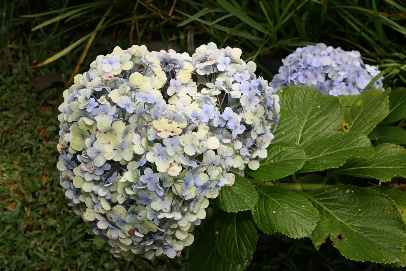Original Bigleaf Hydrangea (Hydrangea Macrophylla 'Bailmer') — or as a dramatic focal point in a mixed shrub border; scientifically referred to as Hydrangea