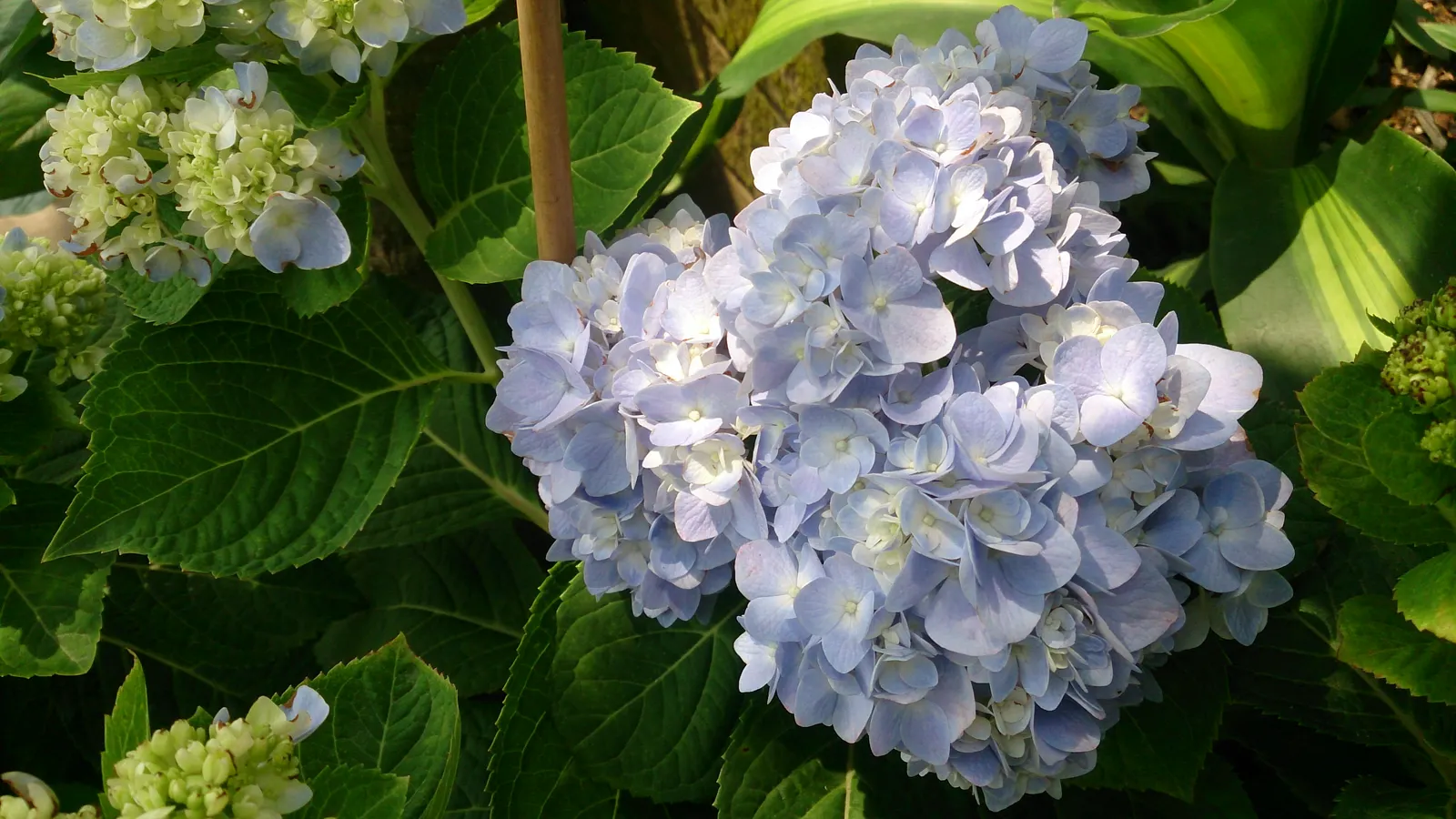 Original Bigleaf Hydrangea (Hydrangea Macrophylla 'Bailmer') — These impressive blooms can span up to 8 to 10 inches across and display a color, image 29