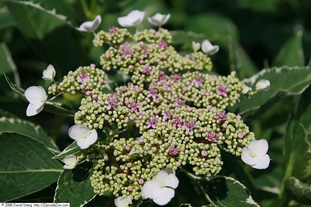 Original Bigleaf Hydrangea (Hydrangea Macrophylla 'Bailmer') — ovate leaves that can reach up to 6 inches long adorn the plant