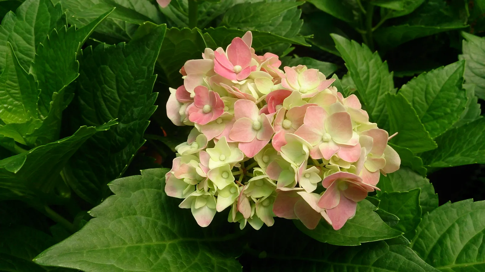 Original Bigleaf Hydrangea (Hydrangea Macrophylla 'Bailmer') — is a striking deciduous shrub that brings a lush and timeless charm to any garden