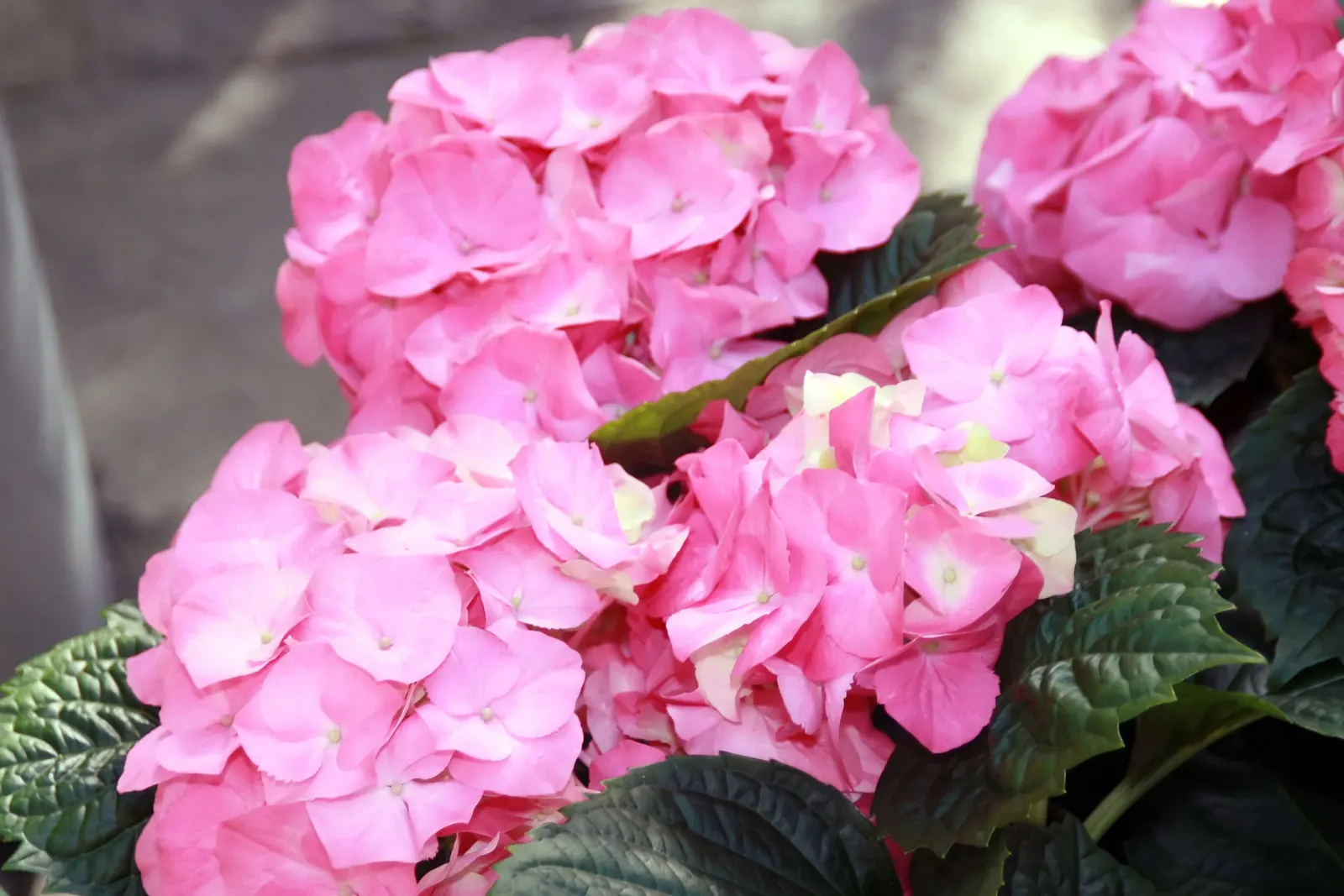 Original Bigleaf Hydrangea (Hydrangea Macrophylla 'Bailmer') — typically reaching a mature size of 3 to 6 feet in both height and spread