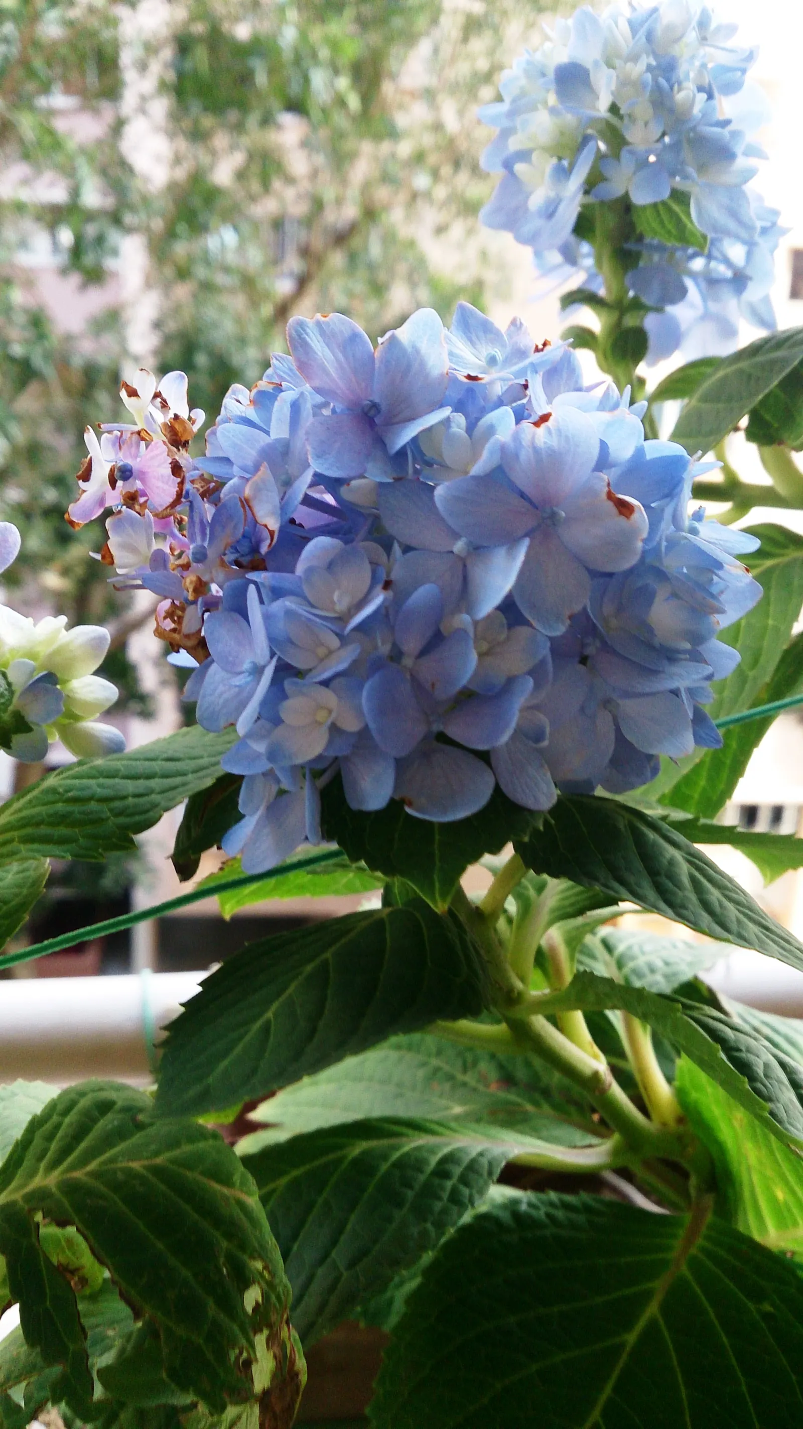 Original Bigleaf Hydrangea (Hydrangea Macrophylla 'Bailmer') — ovate leaves that can reach up to 6 inches long adorn the plant; is a striking deciduous shrub