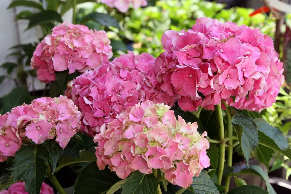Original Bigleaf Hydrangea (Hydrangea Macrophylla 'Bailmer') — blue flowers in the garden