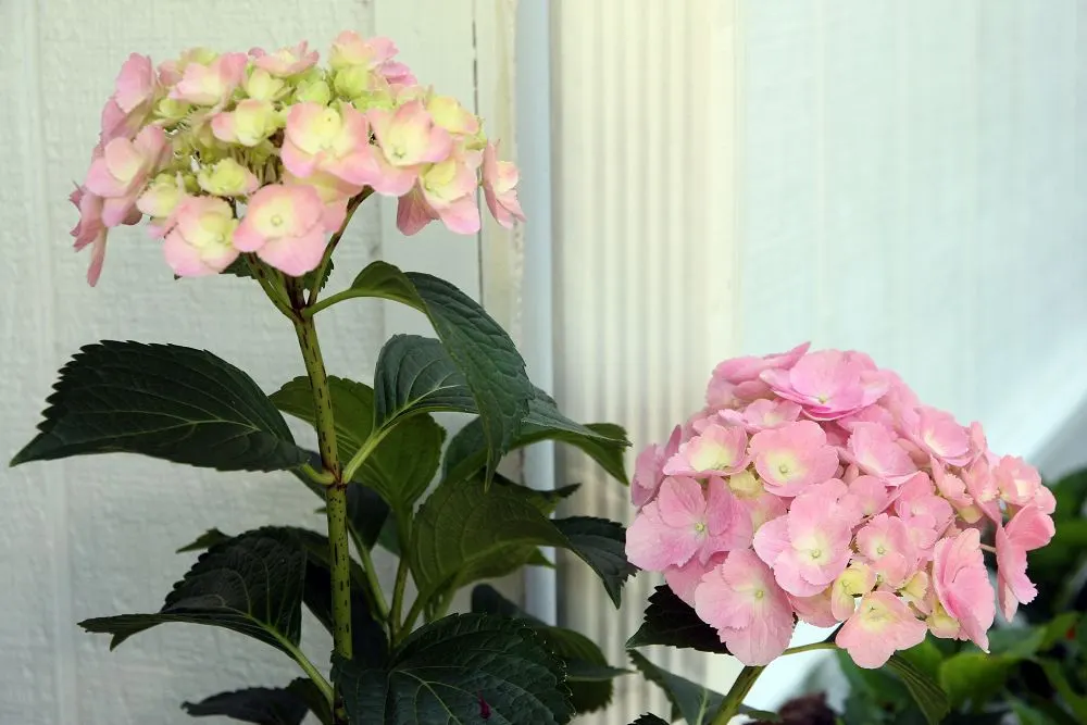 Original Bigleaf Hydrangea (Hydrangea Macrophylla 'Bailmer') — It thrives in moist, well-drained soil that is rich in organic matter