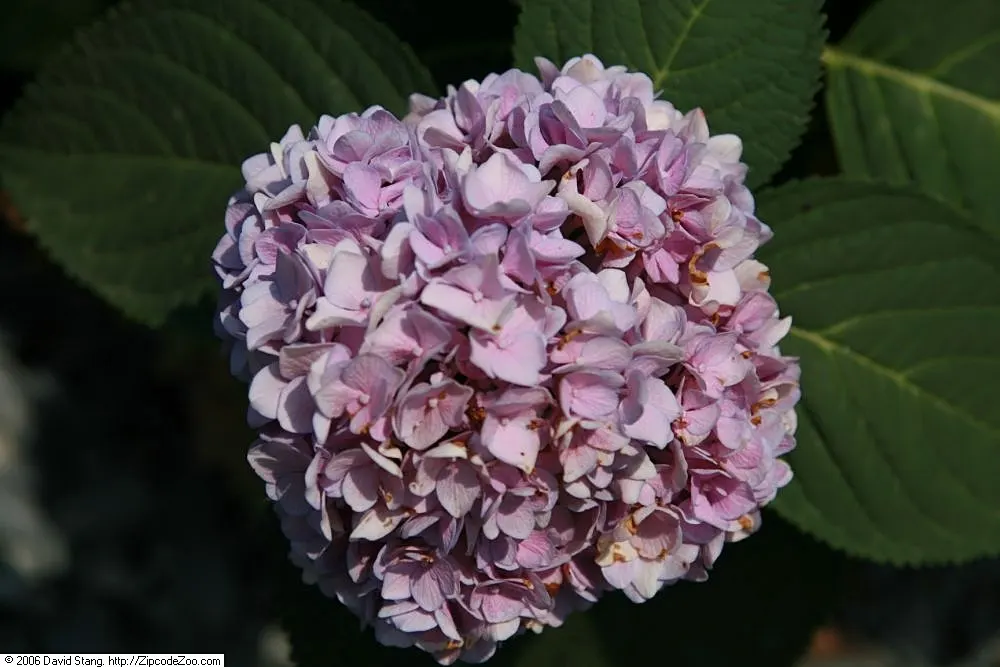 Original Bigleaf Hydrangea (Hydrangea Macrophylla 'Bailmer') — typically reaching a mature size of 3 to 6 feet in both height and spread; shrub with blue blooms