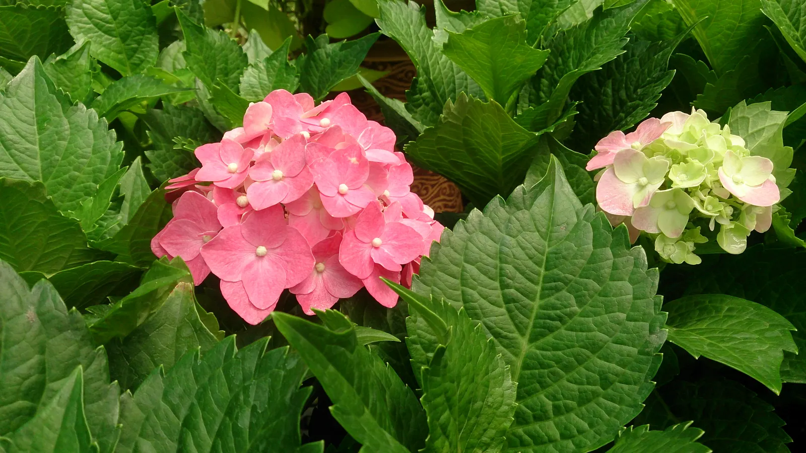 Original Bigleaf Hydrangea (Hydrangea Macrophylla 'Bailmer') — This deciduous shrub reaches 3 to 5 feet in height and width