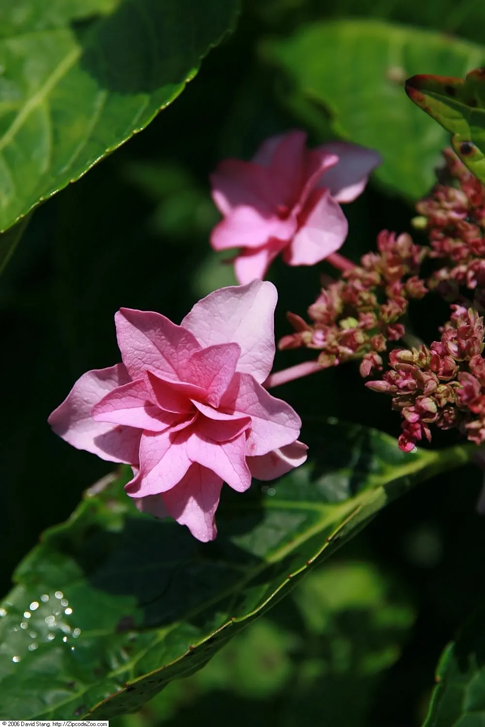 Original Bigleaf Hydrangea (Hydrangea Macrophylla 'Bailmer') — shrub for half or shade