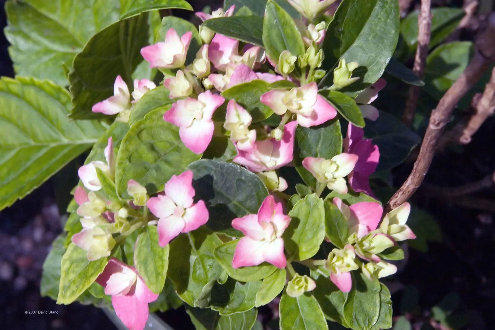 Original Bigleaf Hydrangea (Hydrangea Macrophylla 'Bailmer') — is a striking deciduous shrub that brings a lush and timeless charm to any garden; this