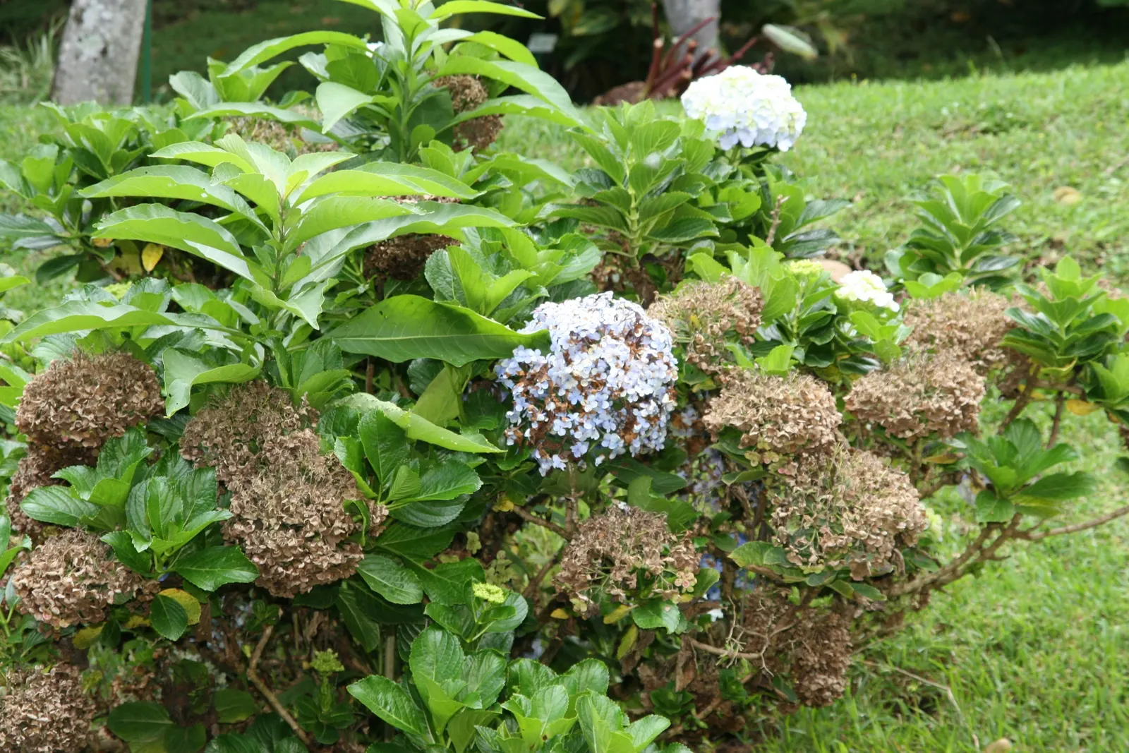 Original Bigleaf Hydrangea (Hydrangea Macrophylla 'Bailmer') — thriving in partial to full shade with well-drained; this particular cultivar, image 40
