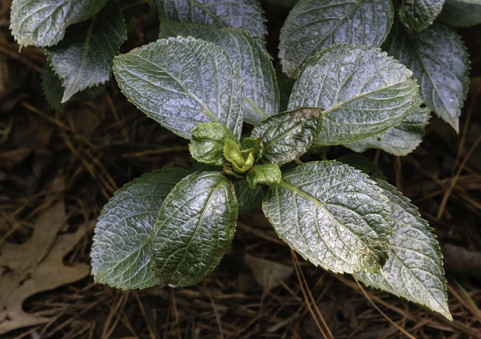 Original Bigleaf Hydrangea (Hydrangea Macrophylla 'Bailmer') — scientifically referred to as Hydrangea macrophylla 'Bailmer'