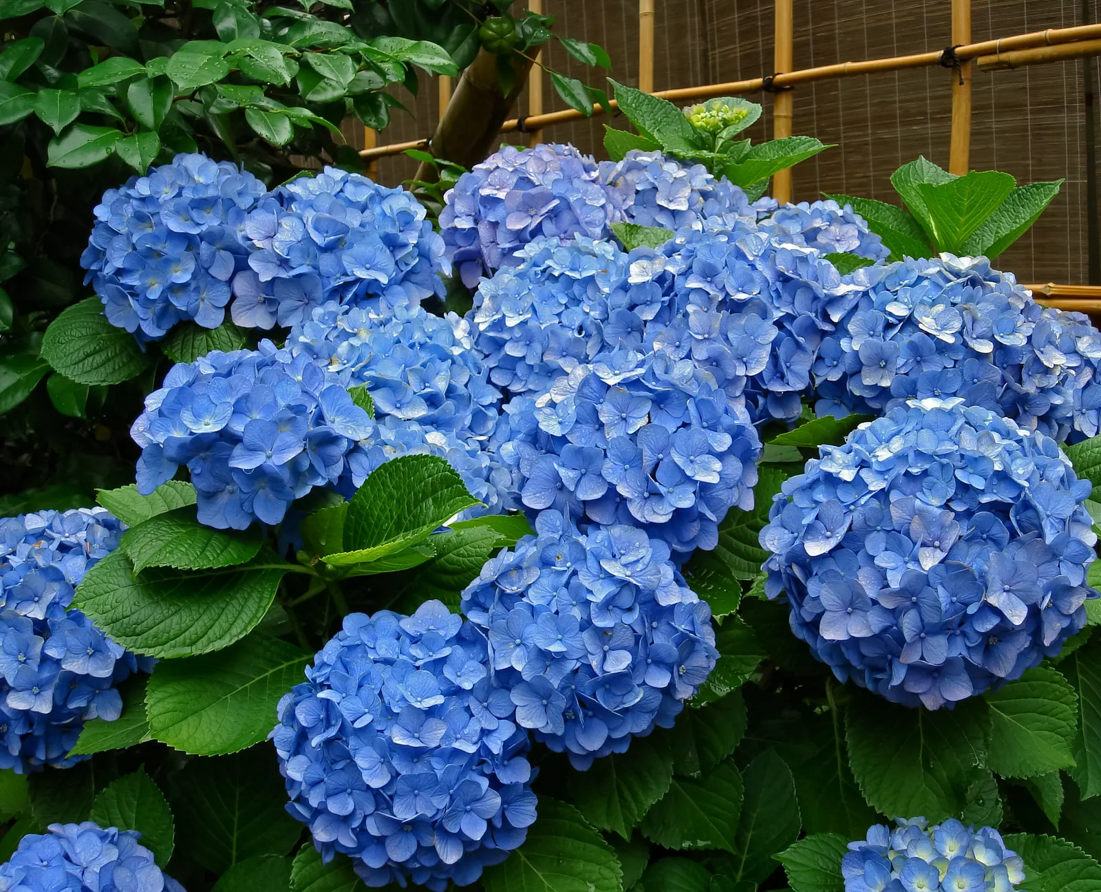 Original Bigleaf Hydrangea (Hydrangea Macrophylla 'Bailmer') — scientifically referred to as Hydrangea macrophylla 'Bailmer'; or as a dramatic, image 41