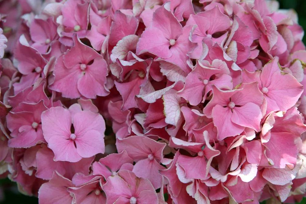 Original Bigleaf Hydrangea (Hydrangea Macrophylla 'Bailmer') — also known as Endless Summer Hydrangea; thriving in partial to full shade with well-drained