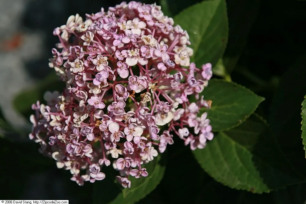 Original Bigleaf Hydrangea (Hydrangea Macrophylla 'Bailmer') — These impressive blooms can span up to 8 to 10 inches across and display a color range of vivid