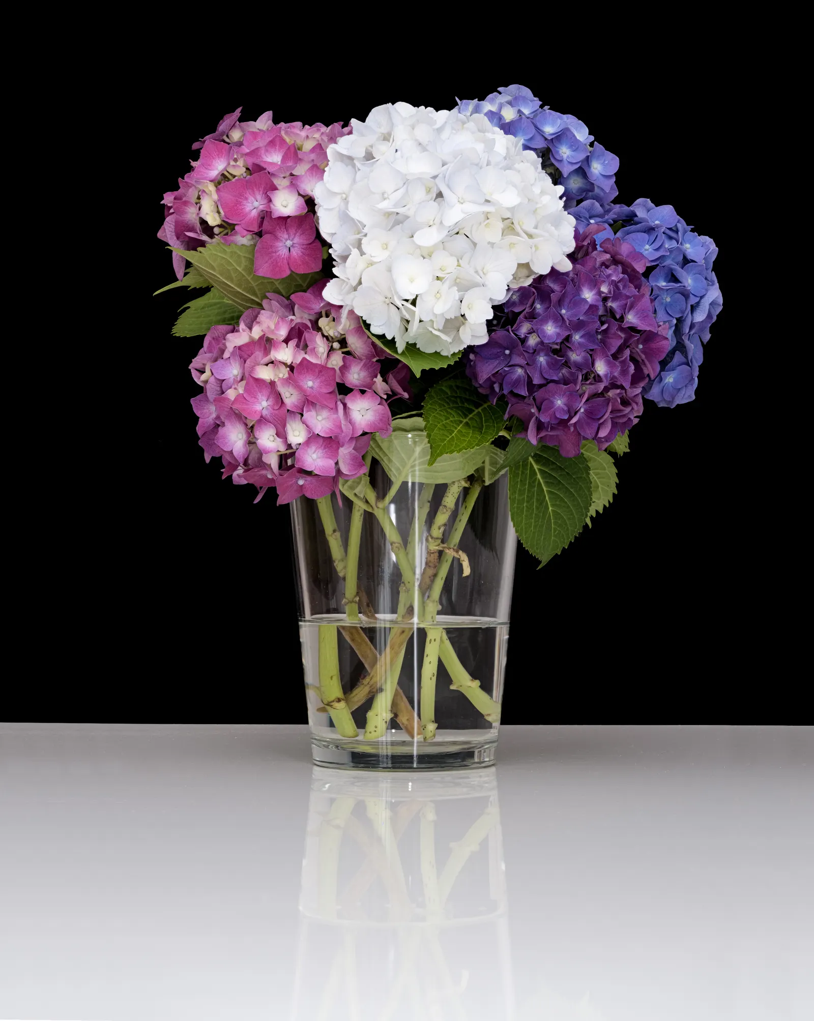 Original Bigleaf Hydrangea (Hydrangea Macrophylla 'Bailmer') — globe-shaped flower clusters known as mopheads; it thrives in moist, well-drained soil that is