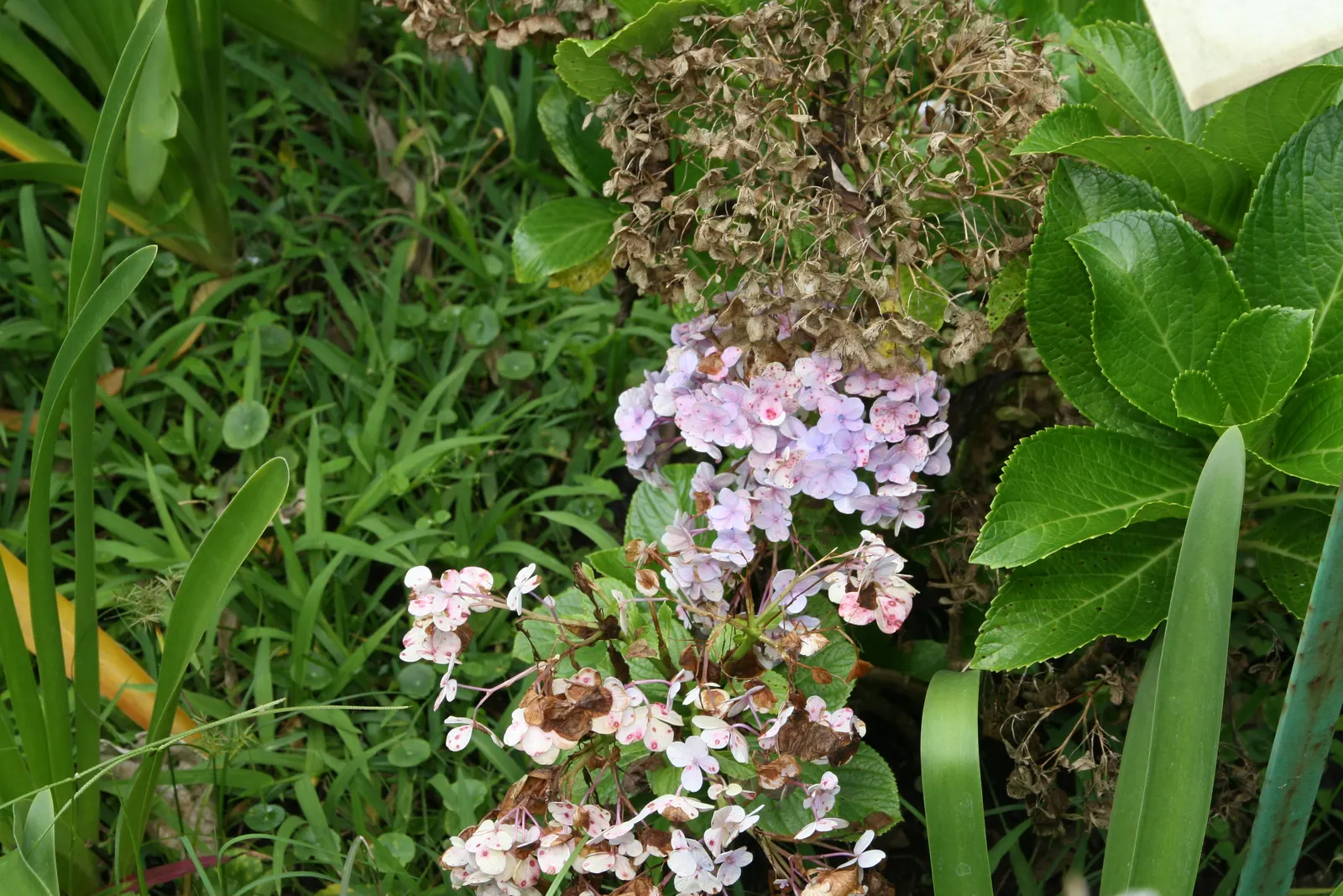 Original Bigleaf Hydrangea (Hydrangea Macrophylla 'Bailmer') — thriving in partial to full shade with well-drained