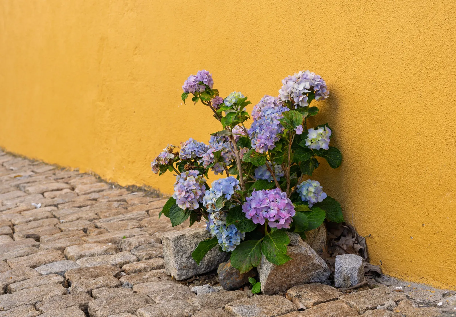 Original Bigleaf Hydrangea (Hydrangea Macrophylla 'Bailmer') — vibrant blooms up to 8 inches across that can be blue or pink depending on soil pH; these