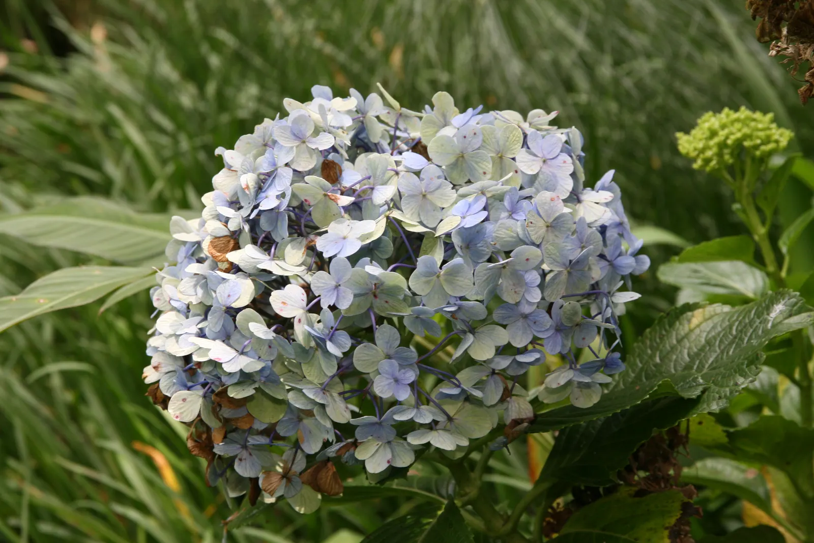 Original Bigleaf Hydrangea (Hydrangea Macrophylla 'Bailmer') — the Original Bigleaf Hydrangea prefers part shade but can tolerate morning sun with, image 30