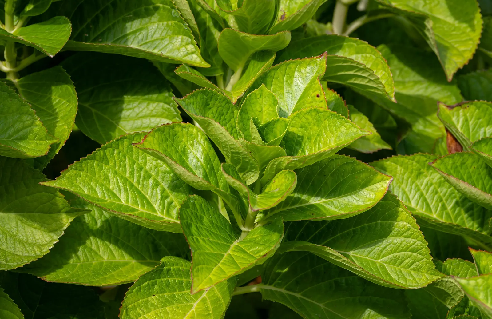 Original Bigleaf Hydrangea (Hydrangea Macrophylla 'Bailmer') — This deciduous shrub reaches 3 to 5 feet in height and width; shrub for half or shade, image 39