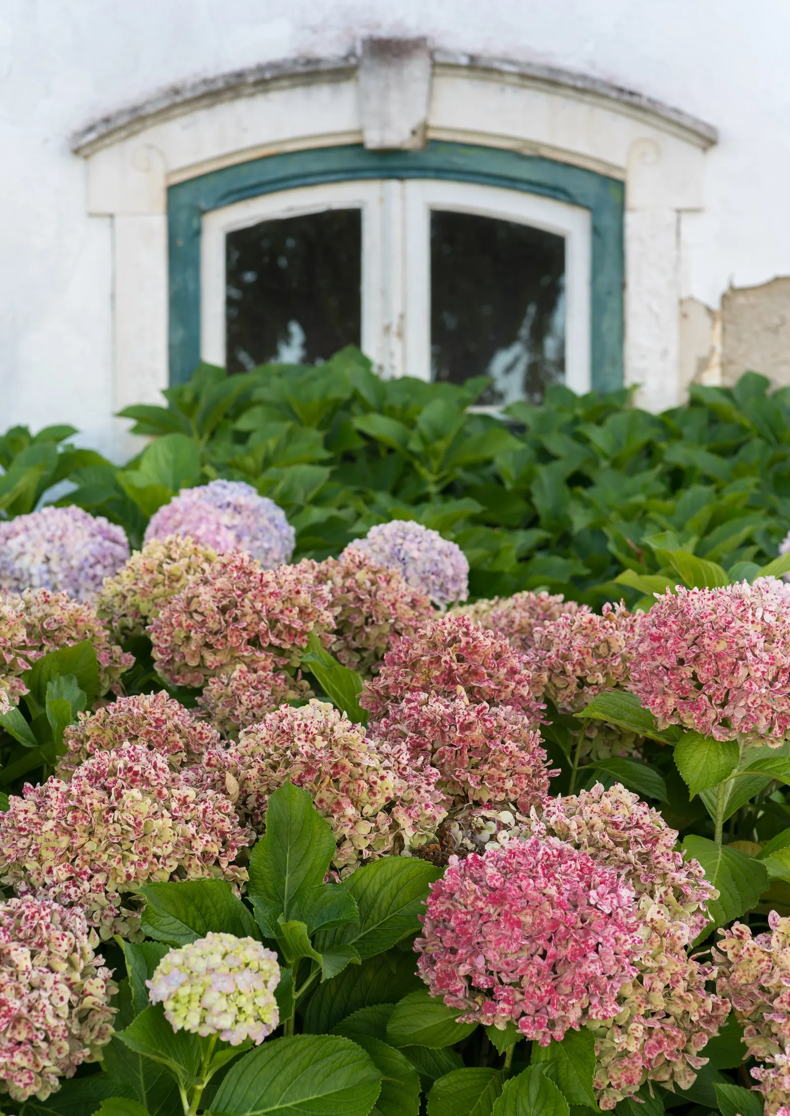Original Bigleaf Hydrangea (Hydrangea Macrophylla 'Bailmer') — It fits seamlessly into cottage gardens and works splendidly in coastal landscapes, image 33
