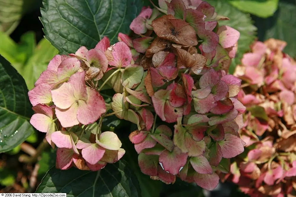 Original Bigleaf Hydrangea (Hydrangea Macrophylla 'Bailmer') — This particular cultivar showcases robust growth