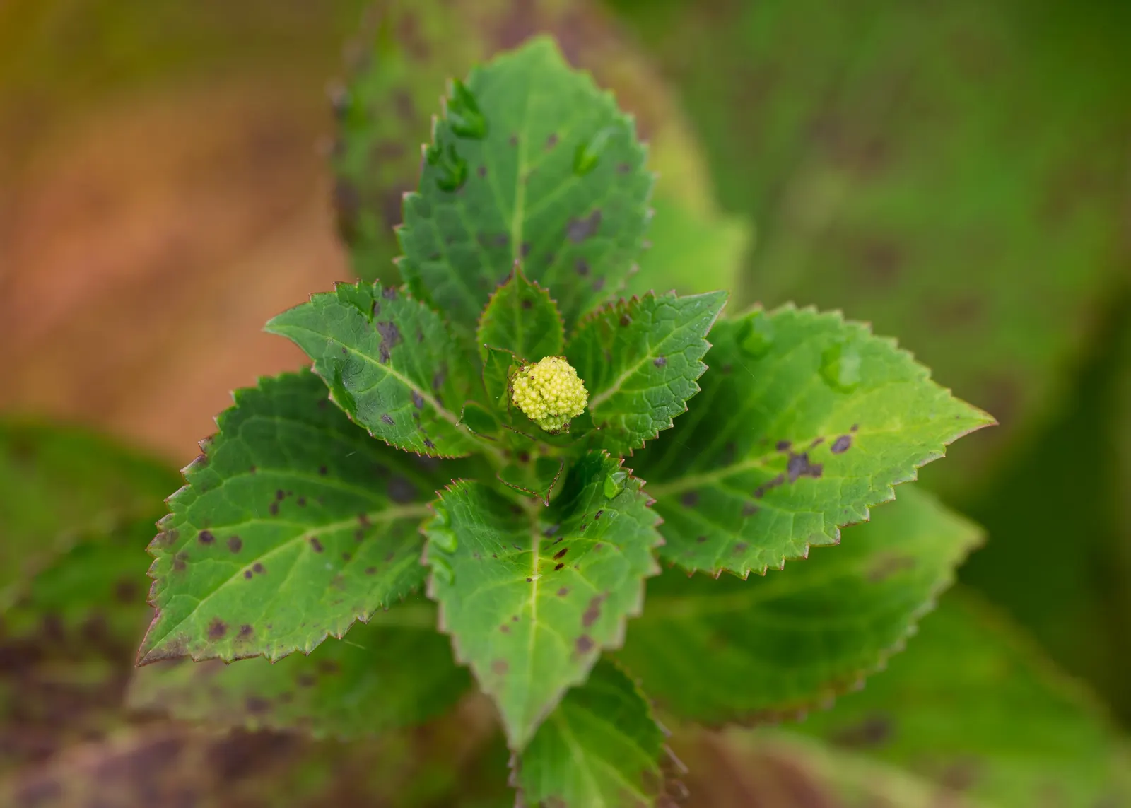 Original Bigleaf Hydrangea (Hydrangea Macrophylla 'Bailmer') — the Original Bigleaf Hydrangea prefers part shade but can tolerate morning sun with afternoon