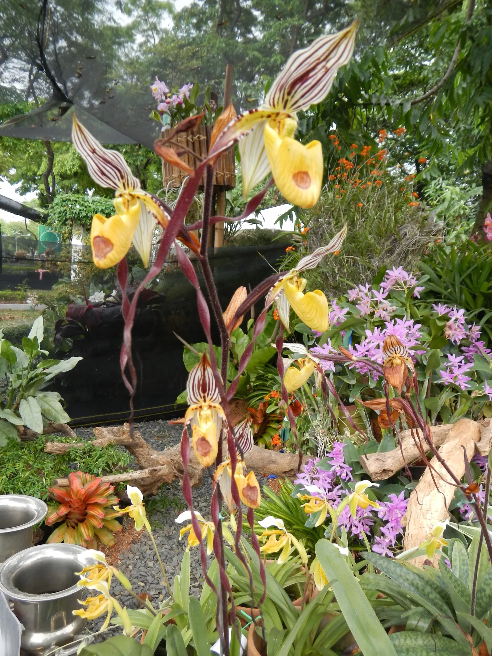 Sierra Orchid Tree (Bauhinia Macranthera) — Blooms appear in late winter to early spring, adding a splash of color
