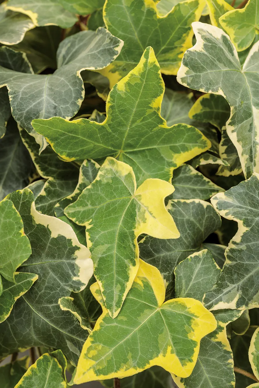 'Gold Child' Ivy (Hedera helix) — Proven Winners - 'Gold Child' - Ivy - Hedera helix plant details, information and resources