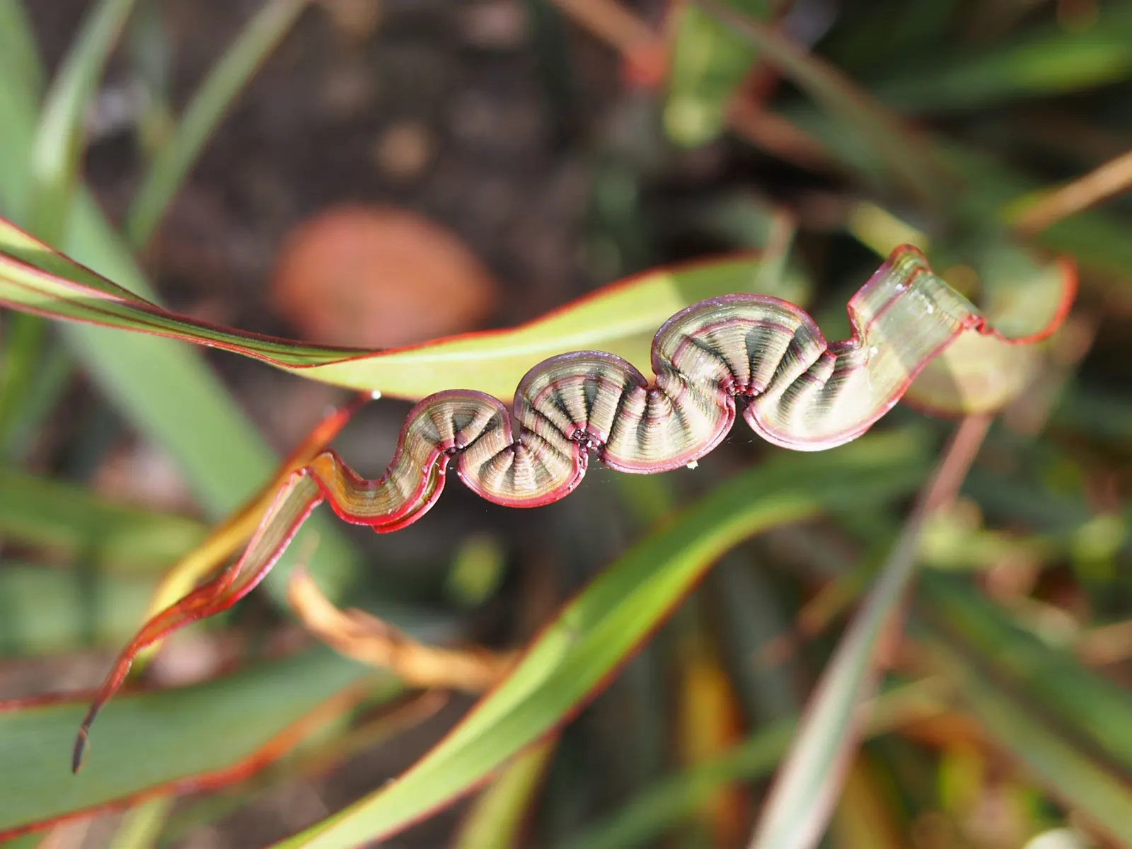 New Zealand Flax (Phormium 'Surfer') — It is a cultivar known for its stunning foliage