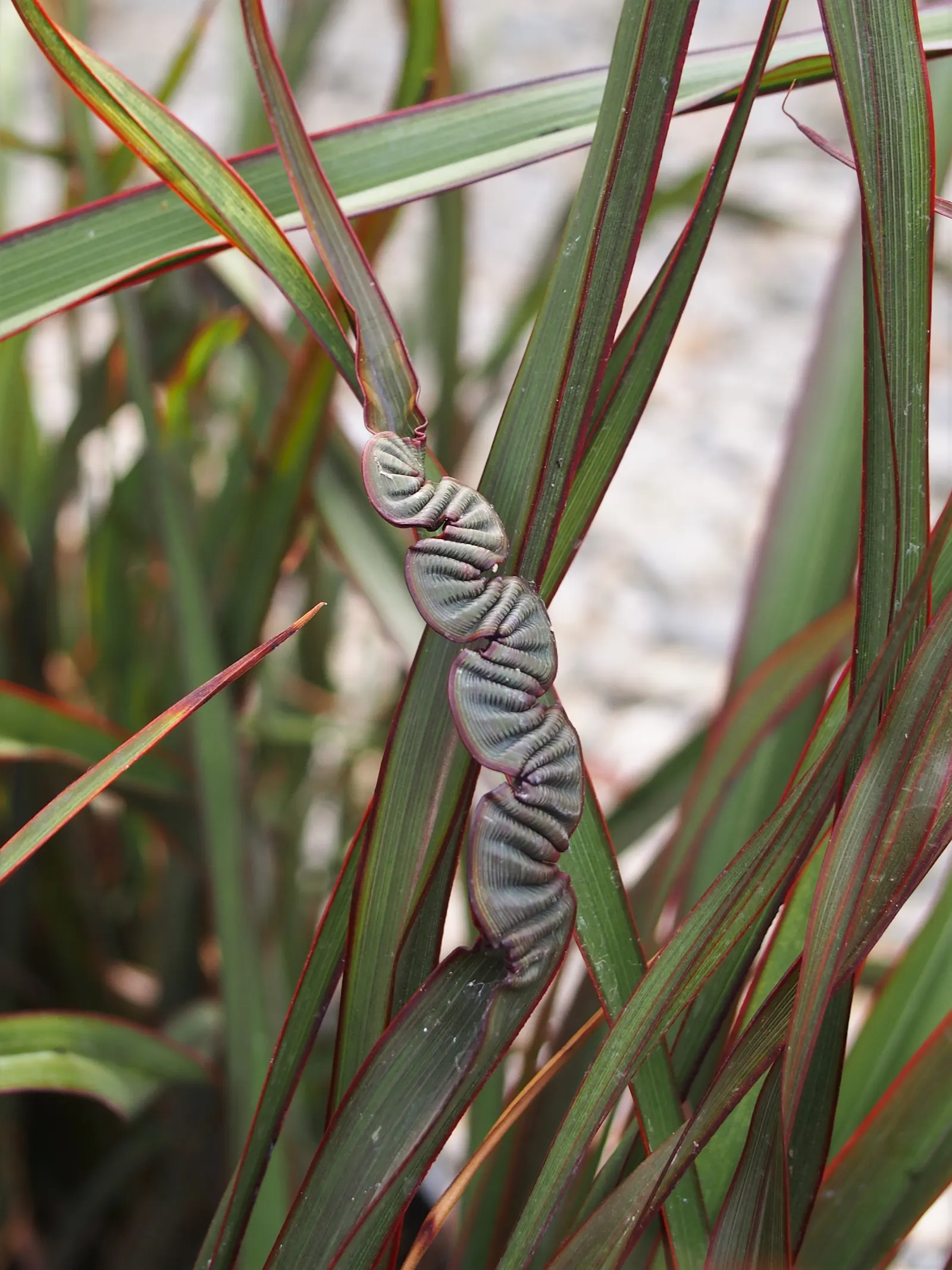 New Zealand Flax (Phormium 'Surfer') — which boasts a vivid blend of deep bronze and lush green colors