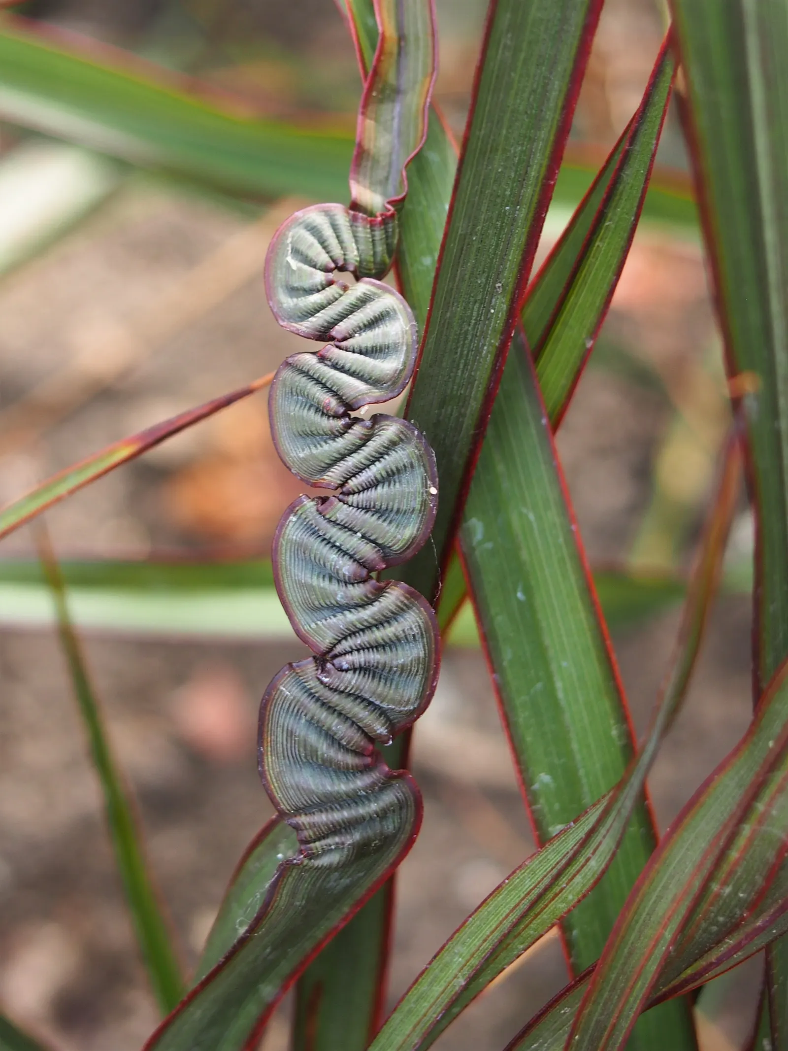 New Zealand Flax (Phormium 'Surfer') — Low maintenance and drought tolerant