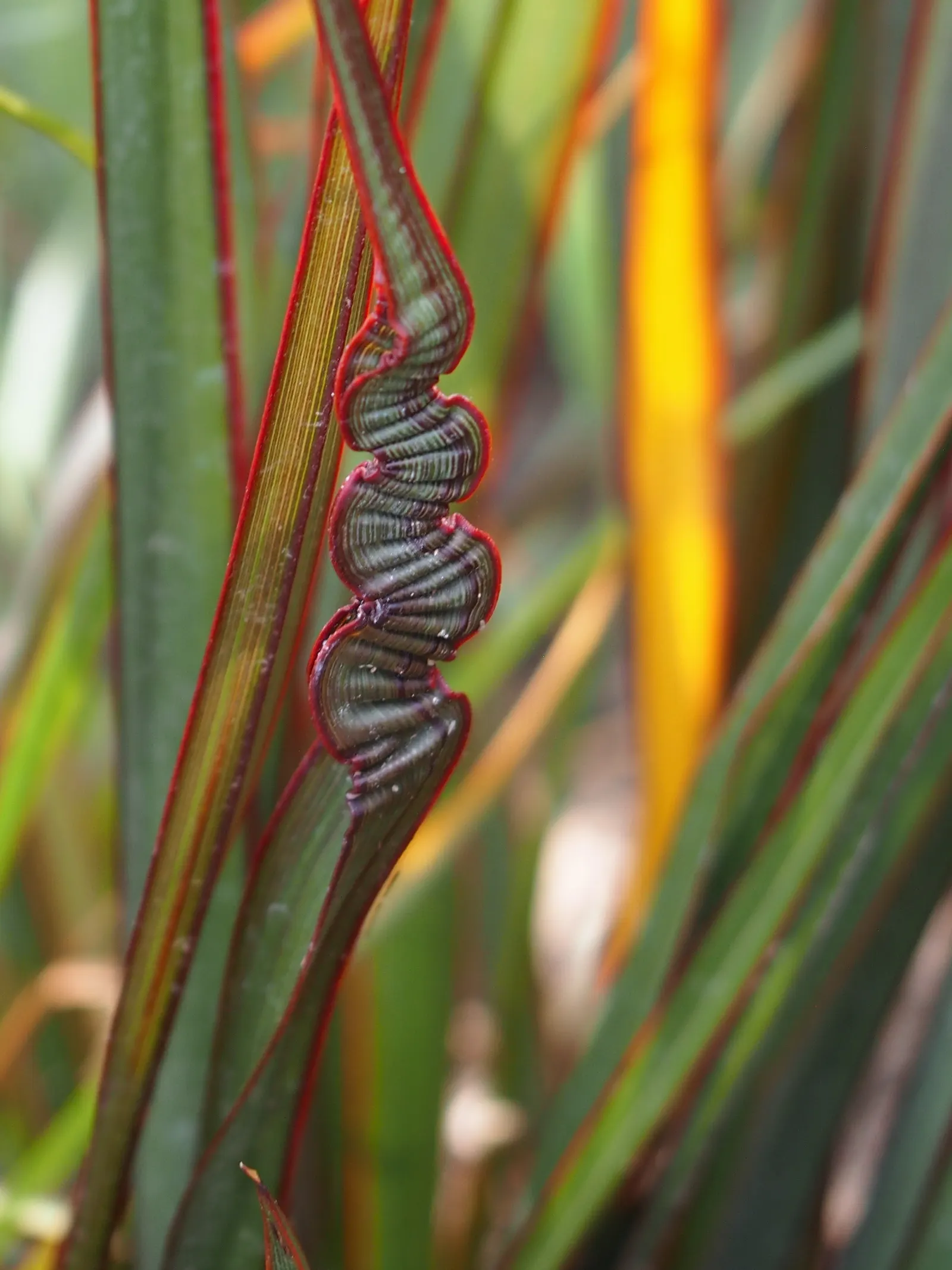 New Zealand Flax (Phormium 'Surfer') — Phormium 'Surfer' is a striking, evergreen perennial with robust, sword-shaped leaves that arch elegantly