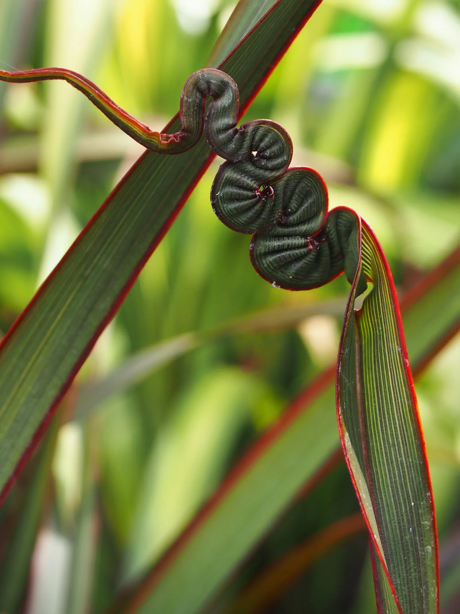 New Zealand Flax (Phormium 'Surfer') — This New Zealand Flax variant showcases rich olive-green foliage with crimson edging