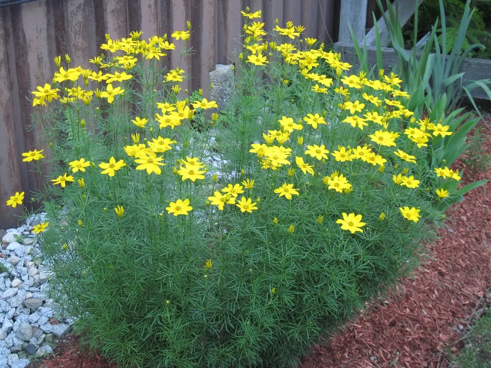 Thread Leaf Coreopsis (Coreopsis Verticillata 'Golden Shower') — Thread Leaf Coreopsis (Coreopsis verticillata 'Golden Shower') thrives in USDA zones 3-9