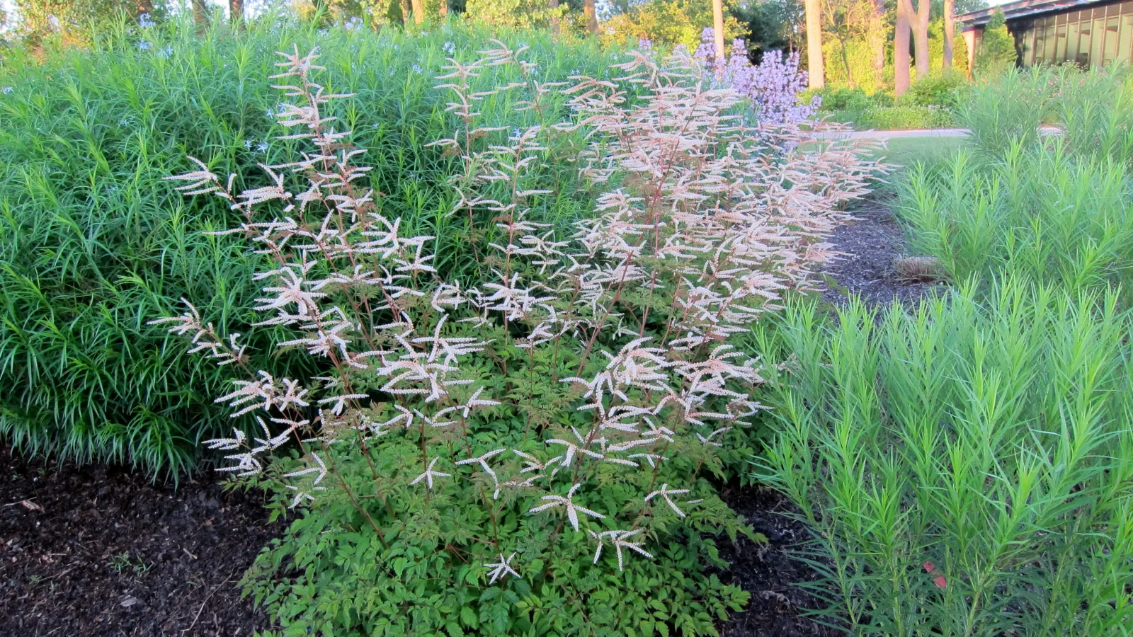 Horatio Goatsbeard (Aruncus 'Horatio') — This cultivar boasts feathery cream blooms atop ferny foliage