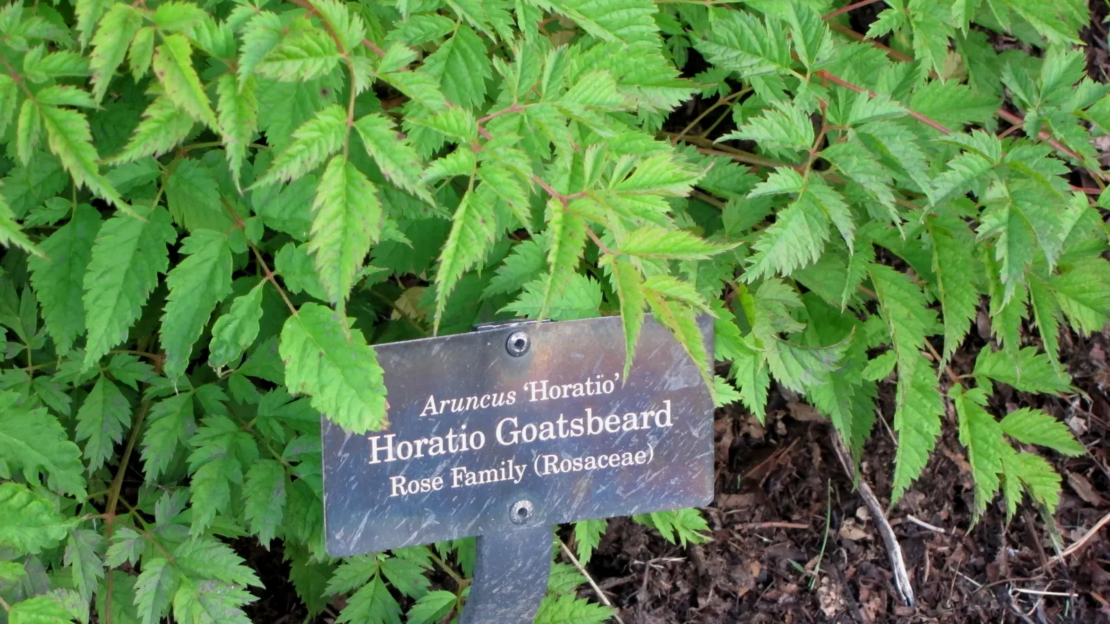 Horatio Goatsbeard (Aruncus 'Horatio') — Aruncus 'Horatio', commonly known as Horatio Goatsbeard, is a perennial valued for its plume-like flowers