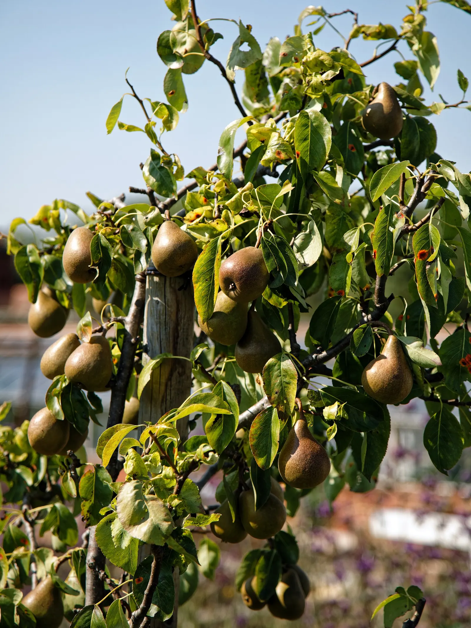 20Th Century Pear (Pyrus Pyrifolia 'Nijisseiki') — Revered for its prolific white blooms in spring and lustrous green foliage