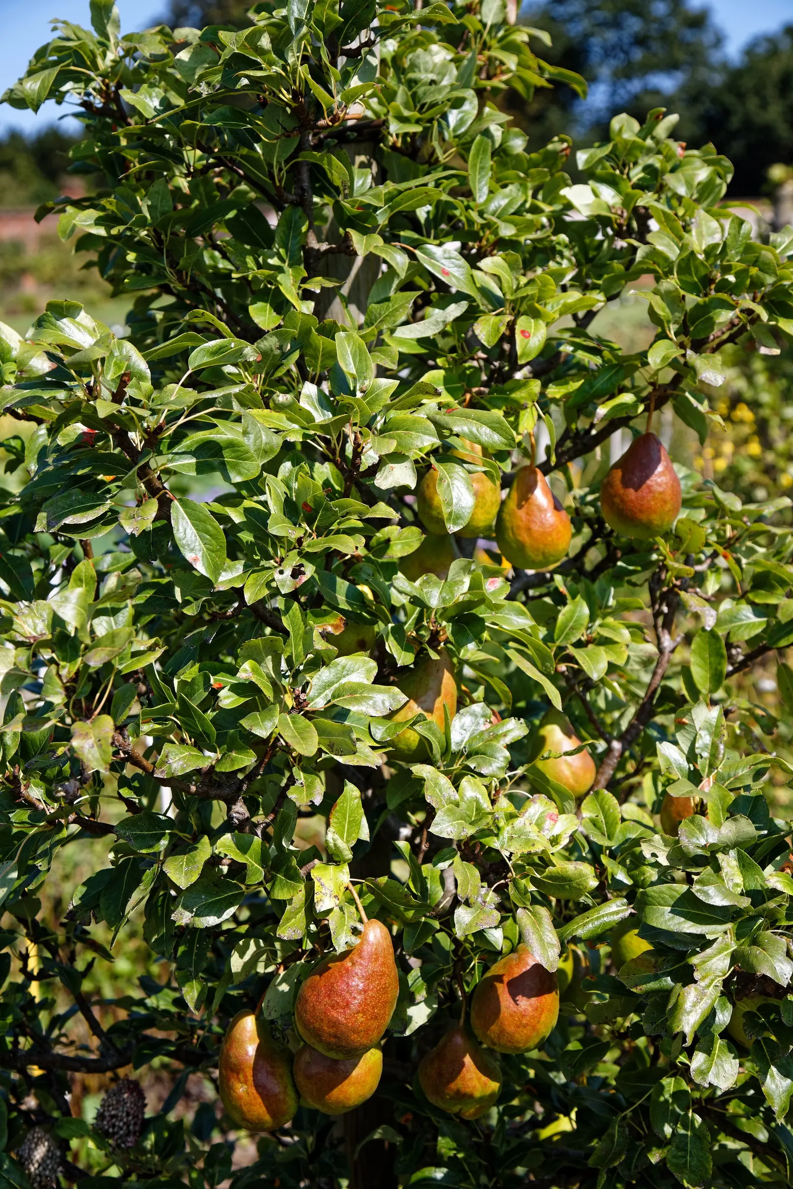 20Th Century Pear (Pyrus Pyrifolia 'Nijisseiki') — deciduous tree reaching up to 30 feet tall