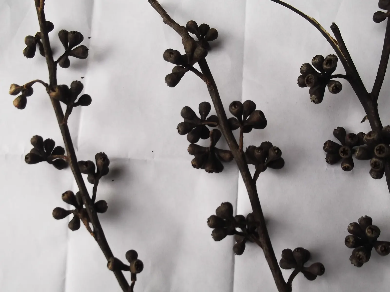 Lemon Scented Gum (Eucalyptus Citriodora) — is a stately evergreen tree native to Australia; lance-shaped foliage releases a refreshing citrus aroma when