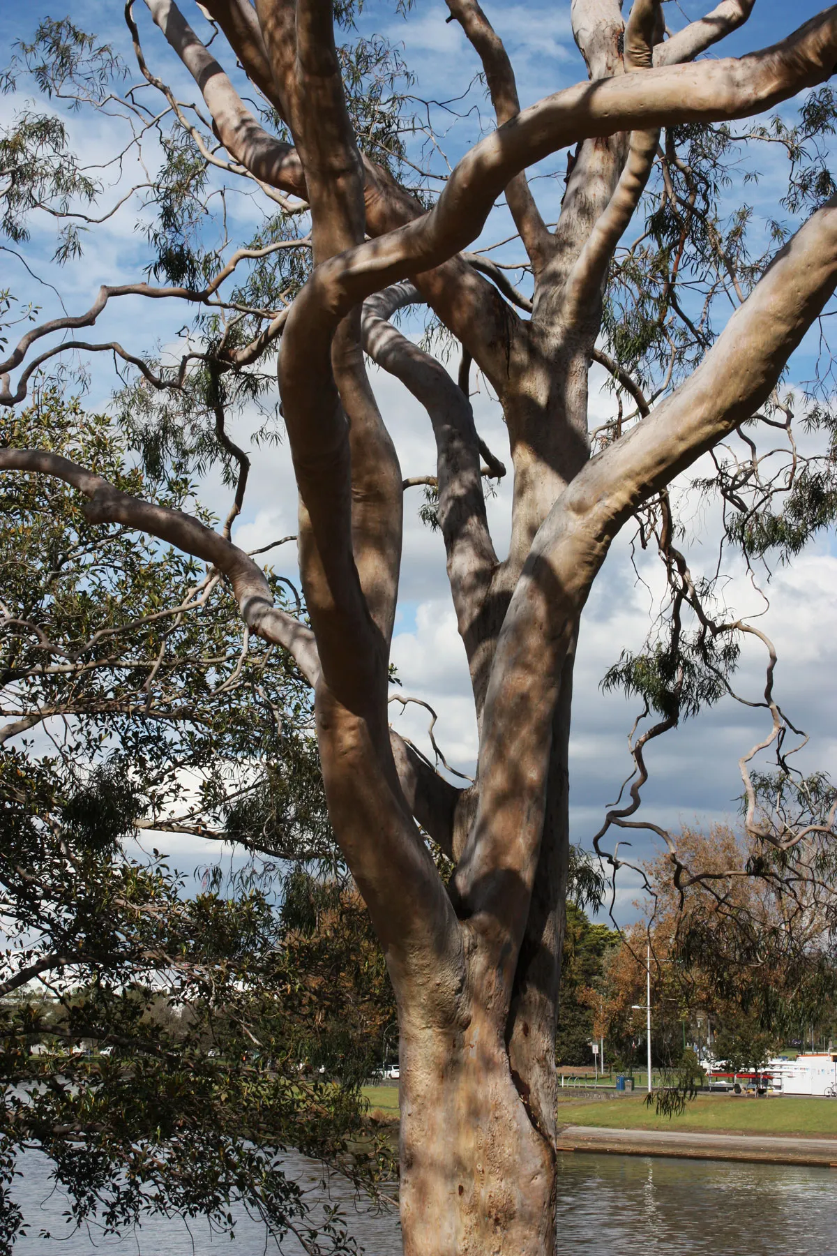Lemon Scented Gum (Eucalyptus Citriodora) — serving as an ideal accent or shade tree in spacious landscapes; the blooms may be less conspicuous, image 43