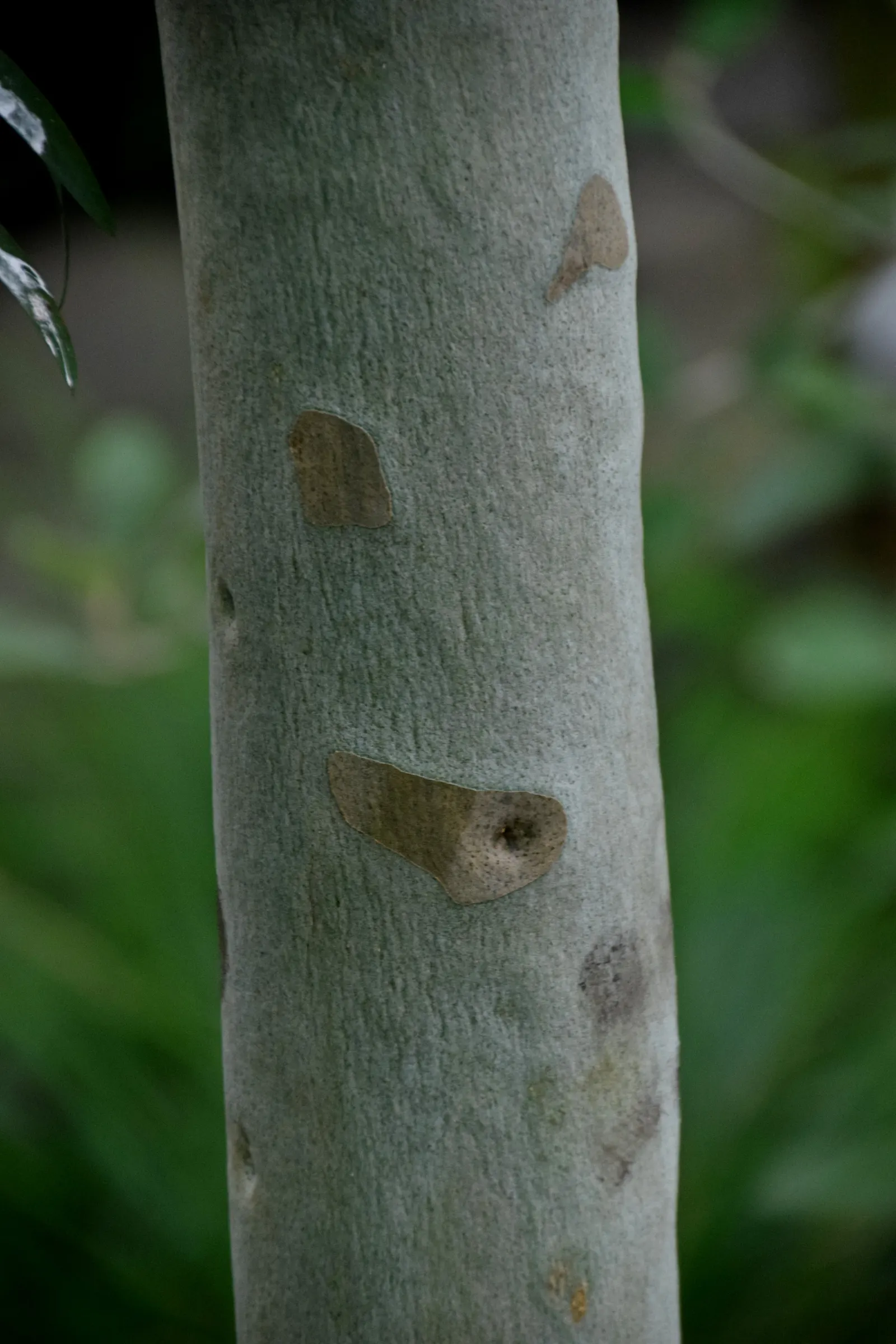 Lemon Scented Gum (Eucalyptus Citriodora) — lance-shaped foliage releases a refreshing citrus aroma when crushed; hardy in USDA Zones 9-11, it's also renowned