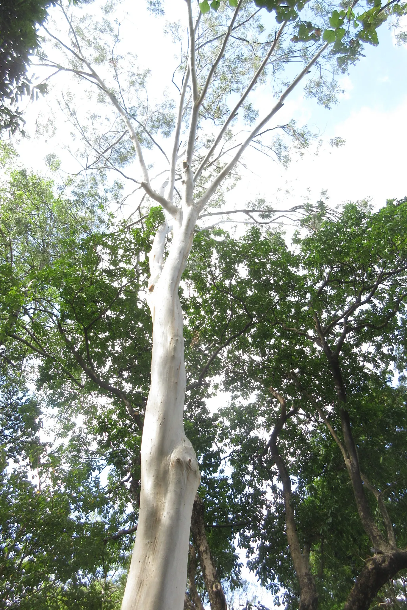 Lemon Scented Gum (Eucalyptus Citriodora) — <br><br>As an elegant and functional plant