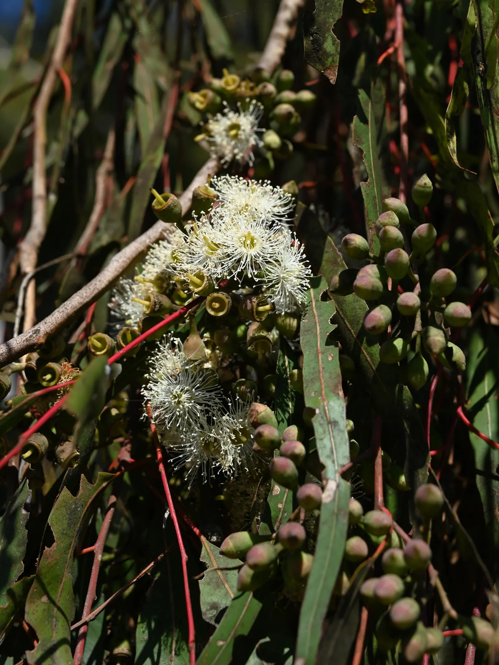 Lemon Scented Gum (Eucalyptus Citriodora) — white to pinkish surface beneath; an important trait for landscape sustainability, image 49