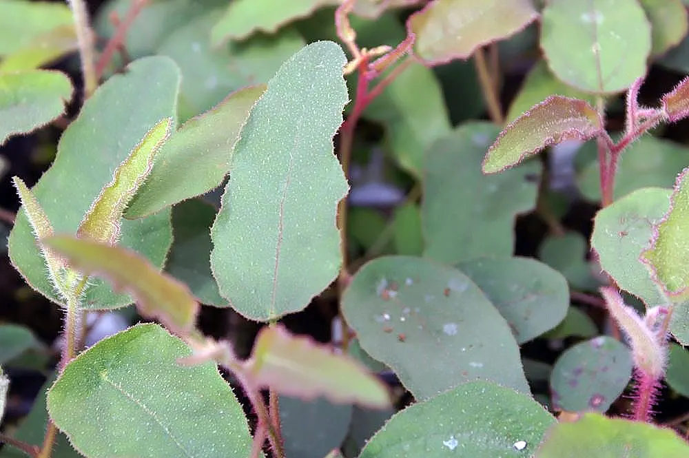 Lemon Scented Gum (Eucalyptus Citriodora) — serving as an ideal accent or shade tree in spacious landscapes; the blooms may be less conspicuous than other