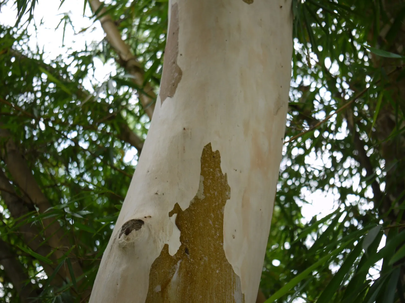 Lemon Scented Gum (Eucalyptus Citriodora) — Towering up to 130-160 feet, it requires full sun and well-drained soil; <br><br>As an elegant and functional plant