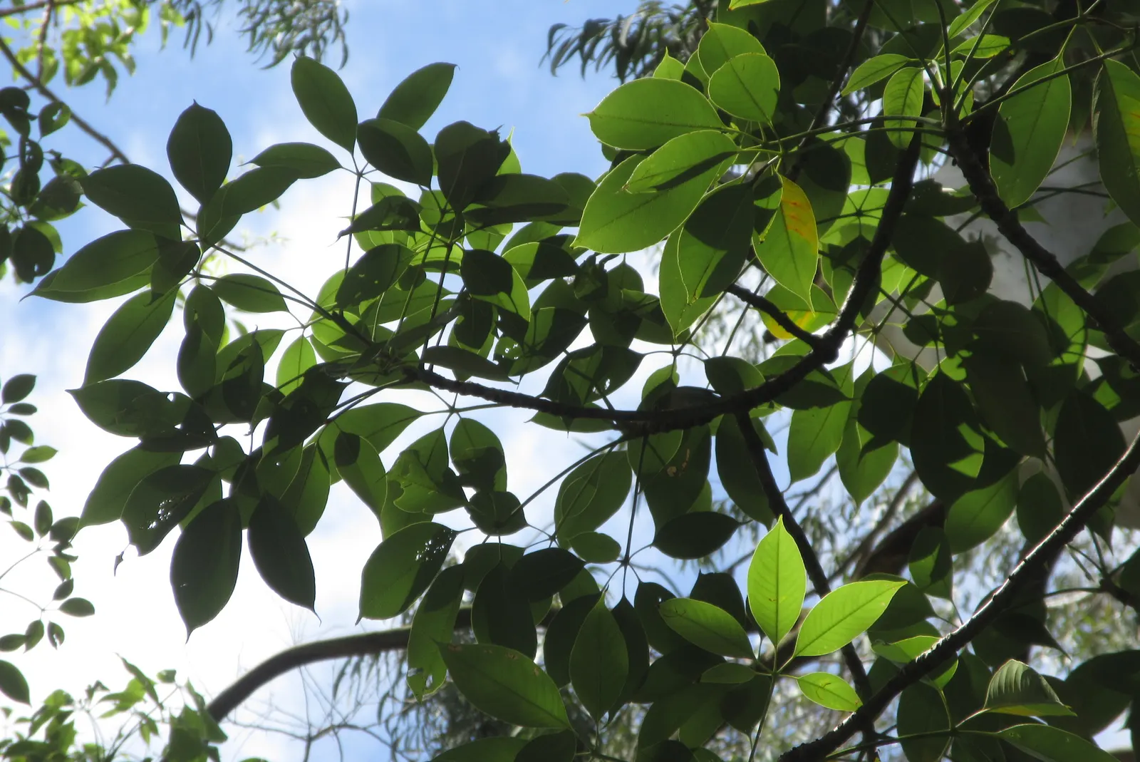 Lemon Scented Gum (Eucalyptus Citriodora) — This tree thrives in full sunlight and well-drained soil