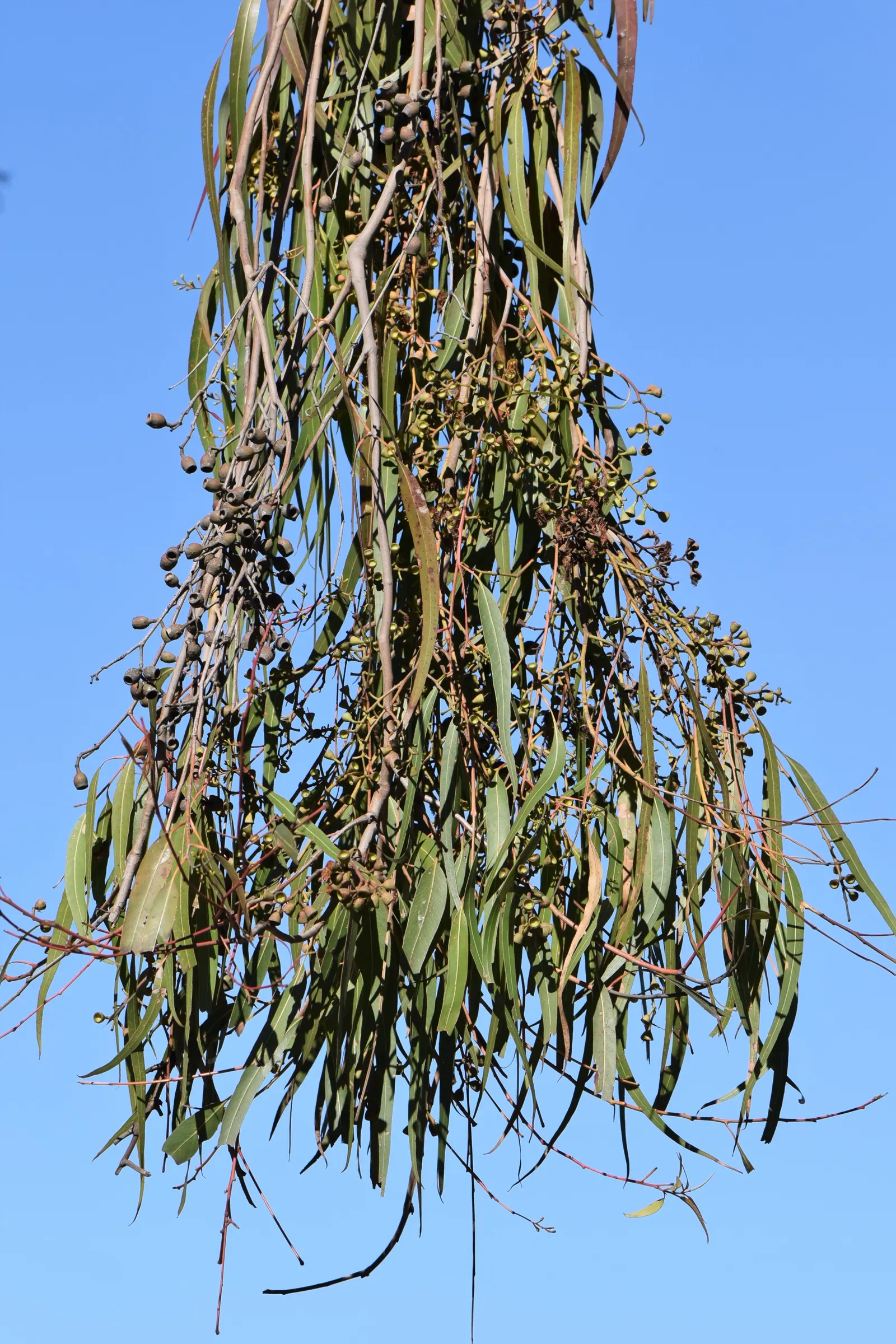 Lemon Scented Gum (Eucalyptus Citriodora) — release essential oils that are both pleasing to the senses and a natural mosquito repellent, image 48