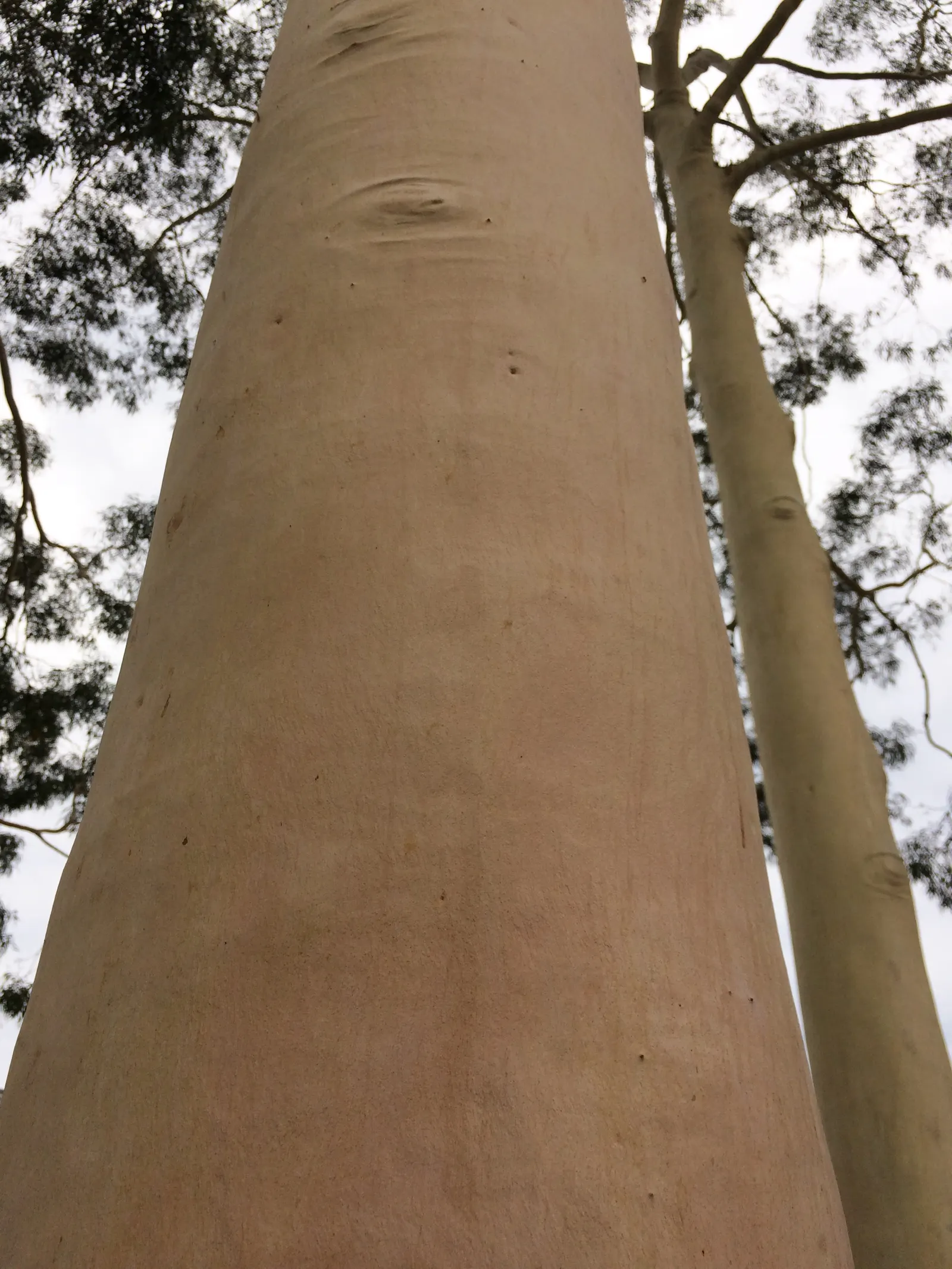 Lemon Scented Gum (Eucalyptus Citriodora) — lance-shaped foliage releases a refreshing citrus aroma when crushed; hardy in USDA Zones 9-11, it's, image 42