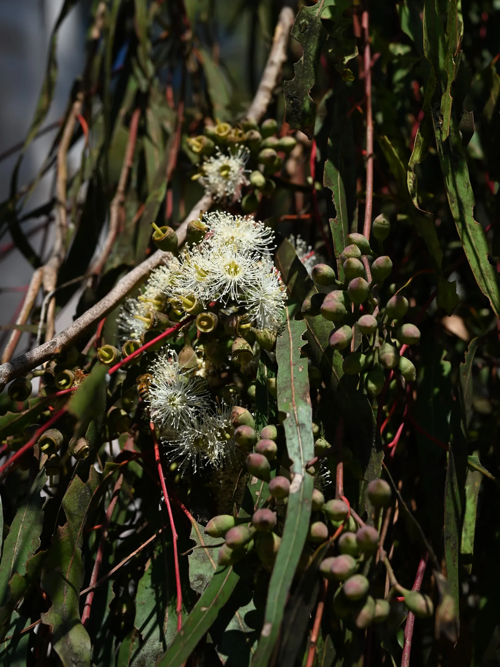 Lemon Scented Gum (Eucalyptus Citriodora) — This evergreen tree can reach impressive heights; this tree thrives in full sunlight and well-drained, image 46