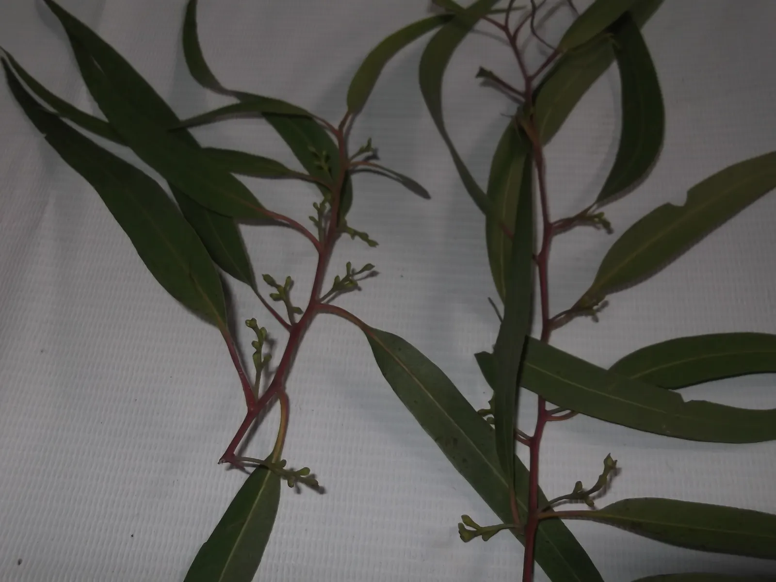 Lemon Scented Gum (Eucalyptus Citriodora) — tree for full or half